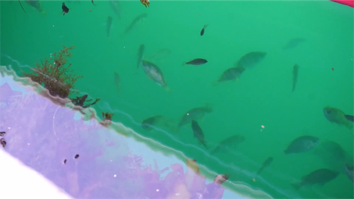 f:id:dreadnote666:20200708111106p:image