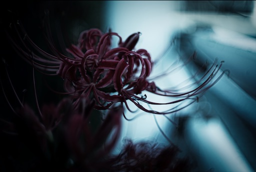 f:id:dreadnote666:20200928111505j:image