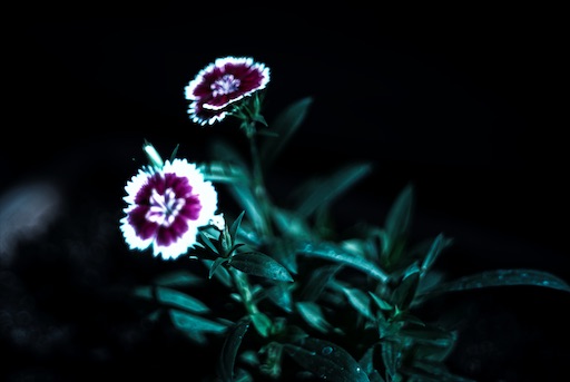 f:id:dreadnote666:20200928111529j:image