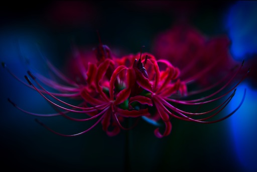 f:id:dreadnote666:20201001125305j:image