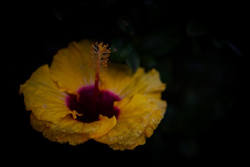 f:id:dreadnote666:20201001125324j:image