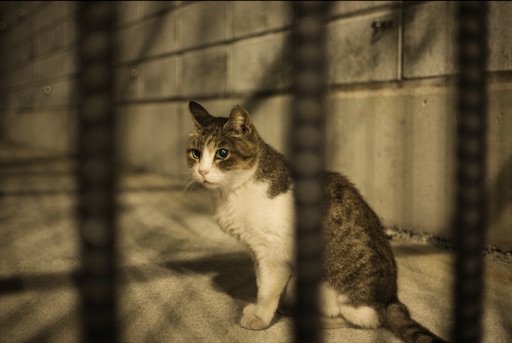 f:id:dreadnote666:20201110093937j:image