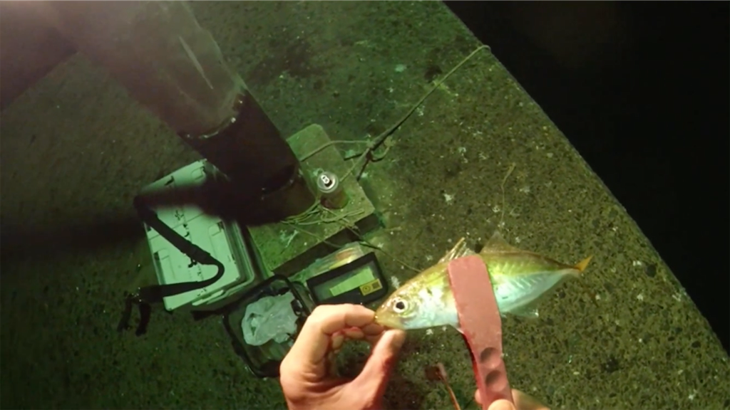 f:id:dreadnote666:20201207103836p:image