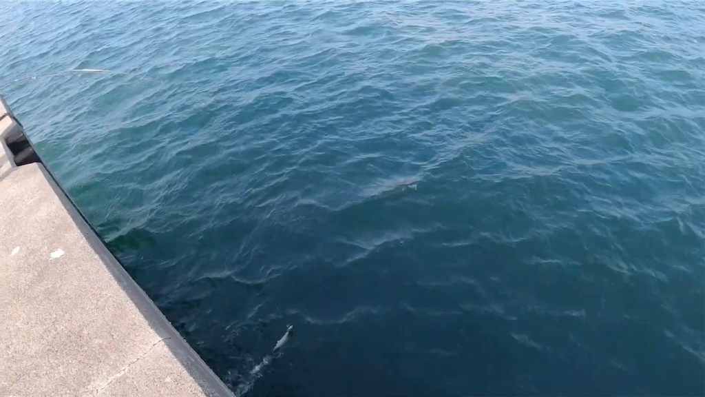 f:id:dreadnote666:20201214103922p:image