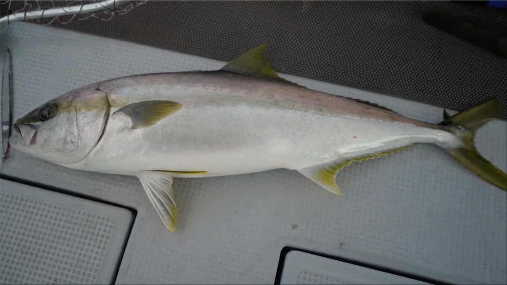 f:id:dreadnote666:20201228132653p:image f:id:dreadnote666:20201228132653p:image