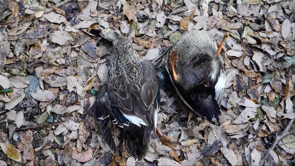 f:id:dreadnote666:20210216123307p:image