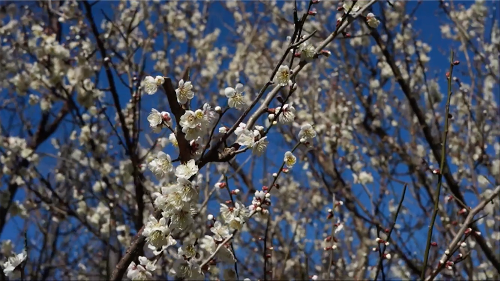 f:id:dreadnote666:20210217161541p:image