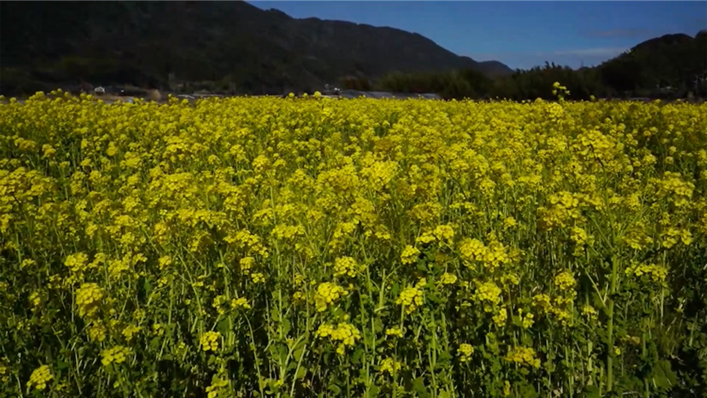 f:id:dreadnote666:20210217161603p:image