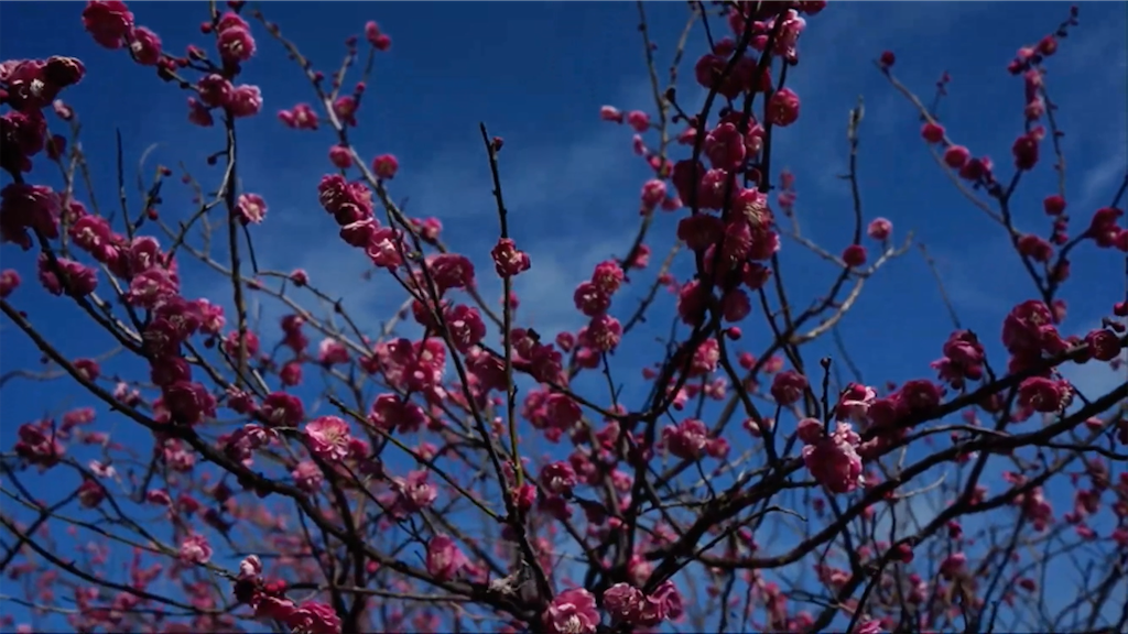 f:id:dreadnote666:20210217161622p:image