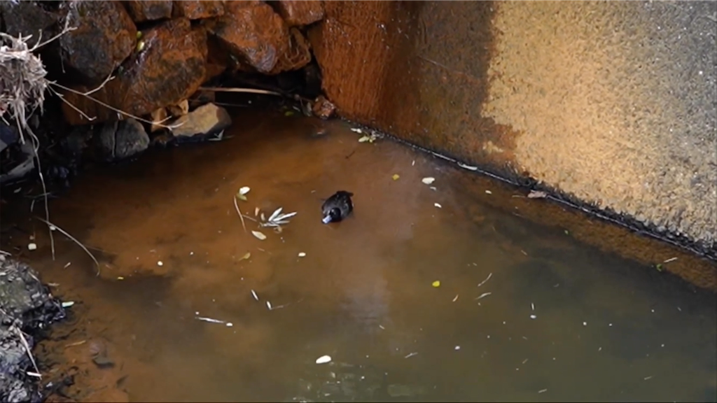 f:id:dreadnote666:20210217161736p:image