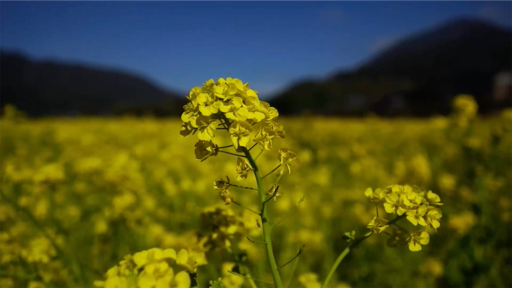 f:id:dreadnote666:20210217161837p:image