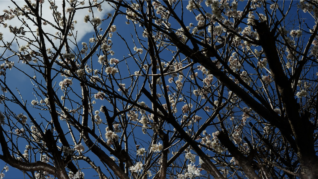 f:id:dreadnote666:20210305130422p:image