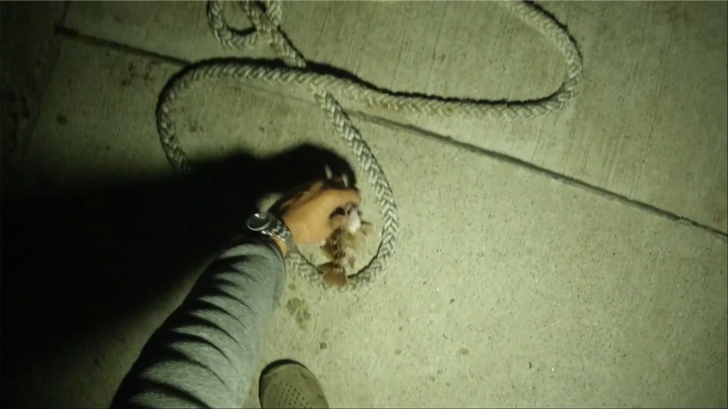 f:id:dreadnote666:20210322120936p:image f:id:dreadnote666:20210322120936p:image