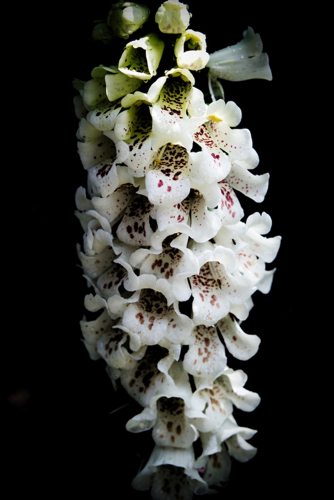 f:id:dreadnote666:20210519113537j:image f:id:dreadnote666:20210519113537j:image