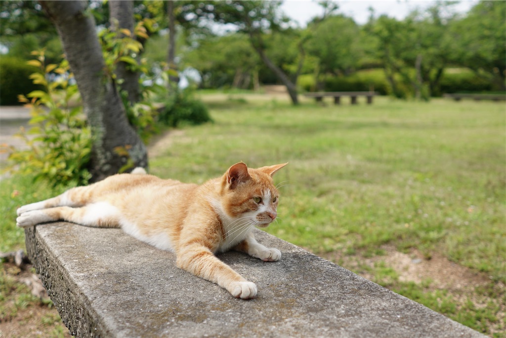 f:id:dreadnote666:20210519113545j:image f:id:dreadnote666:20210519113545j:image