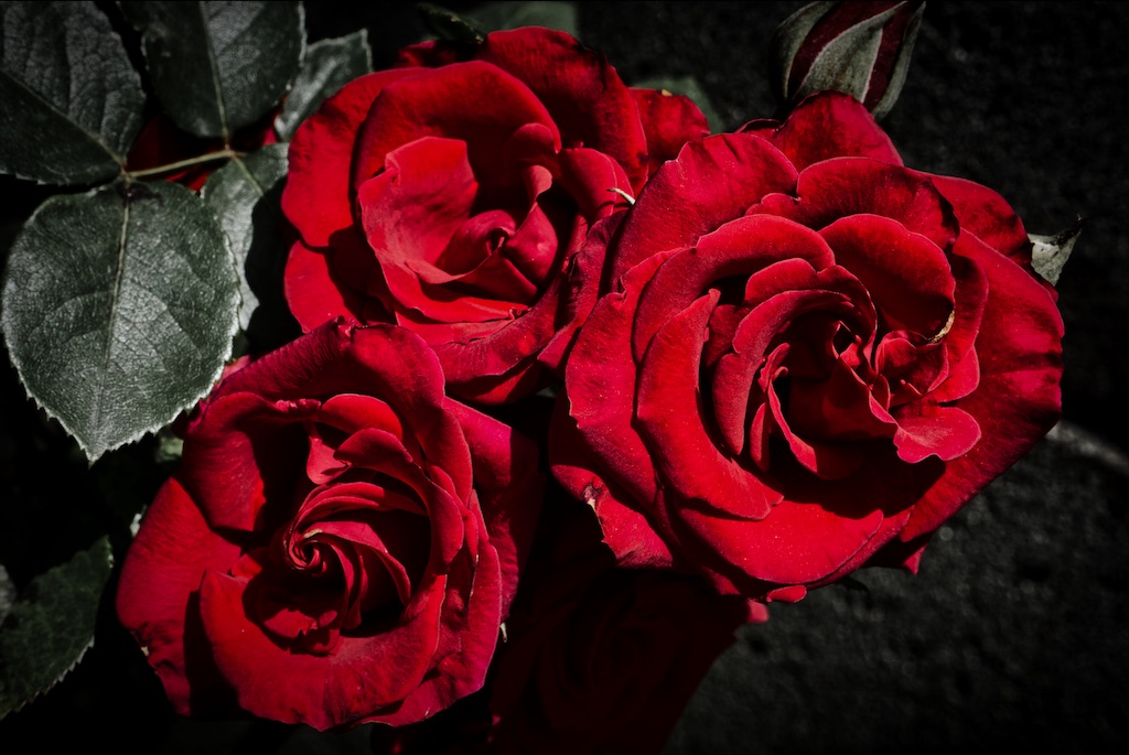 f:id:dreadnote666:20210519113602j:image f:id:dreadnote666:20210519113602j:image