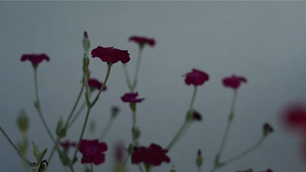 f:id:dreadnote666:20210601122035p:image