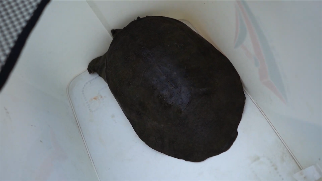 f:id:dreadnote666:20210601122105p:image