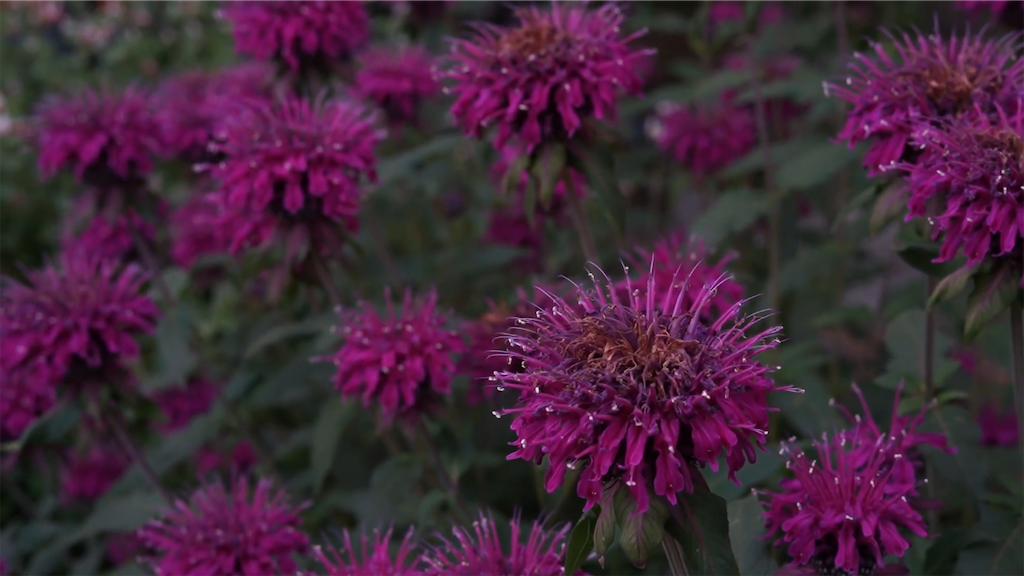 f:id:dreadnote666:20210607151901p:image