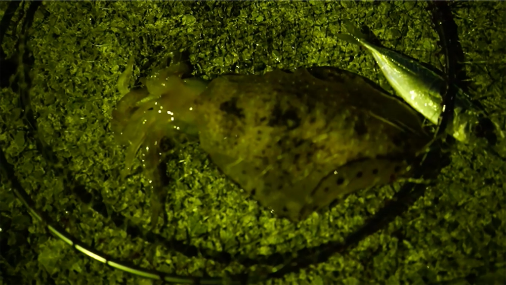 f:id:dreadnote666:20210621113933p:image f:id:dreadnote666:20210621113933p:image