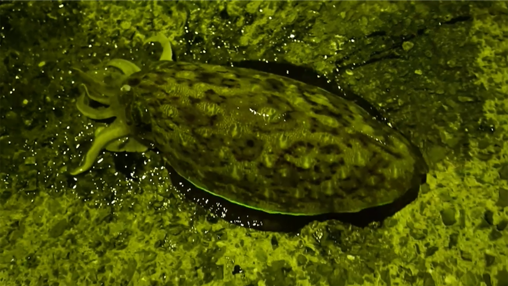 f:id:dreadnote666:20210621113941p:image f:id:dreadnote666:20210621113941p:image