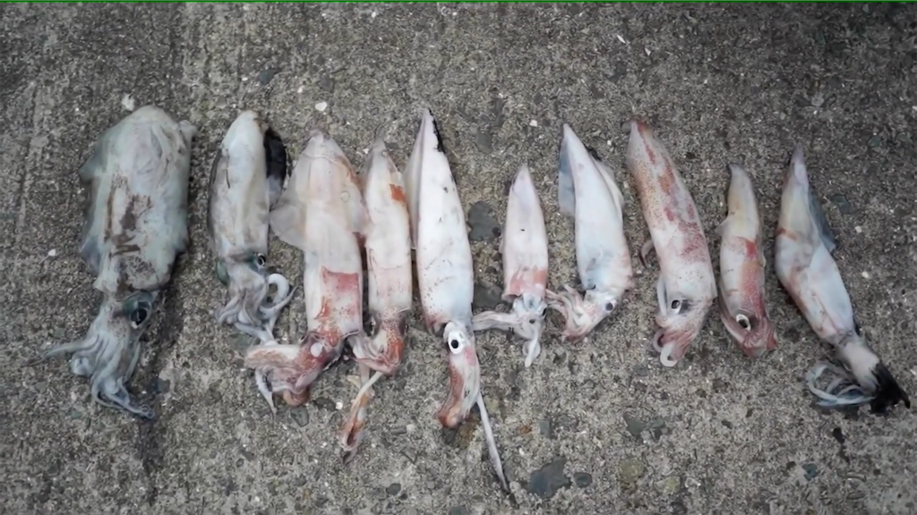 f:id:dreadnote666:20210709121947p:image