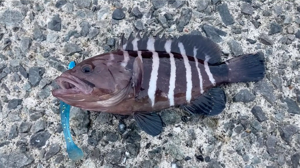 f:id:dreadnote666:20210906085623p:image f:id:dreadnote666:20210906085623p:image