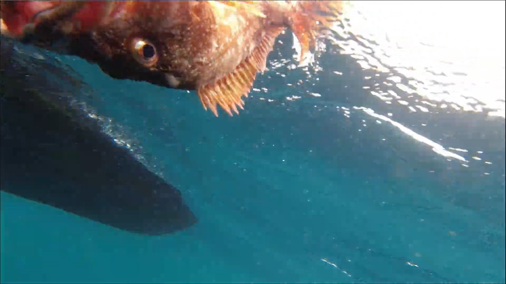 f:id:dreadnote666:20210913084851p:image