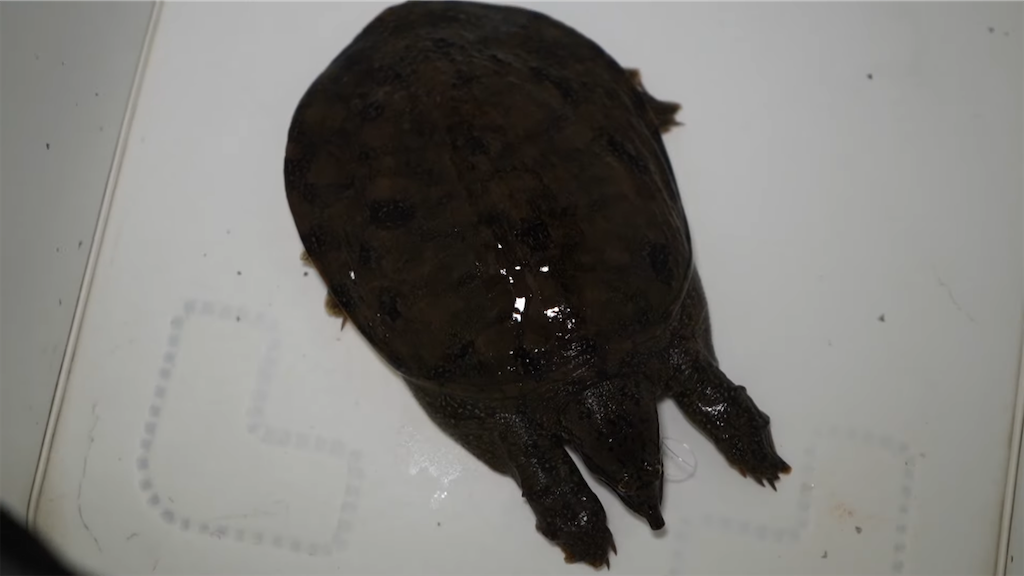 f:id:dreadnote666:20211011121246p:image f:id:dreadnote666:20211011121246p:image