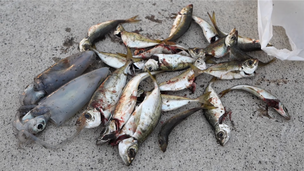 f:id:dreadnote666:20211018123719p:image f:id:dreadnote666:20211018123719p:image