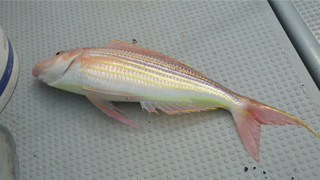 f:id:dreadnote666:20211102102019p:image