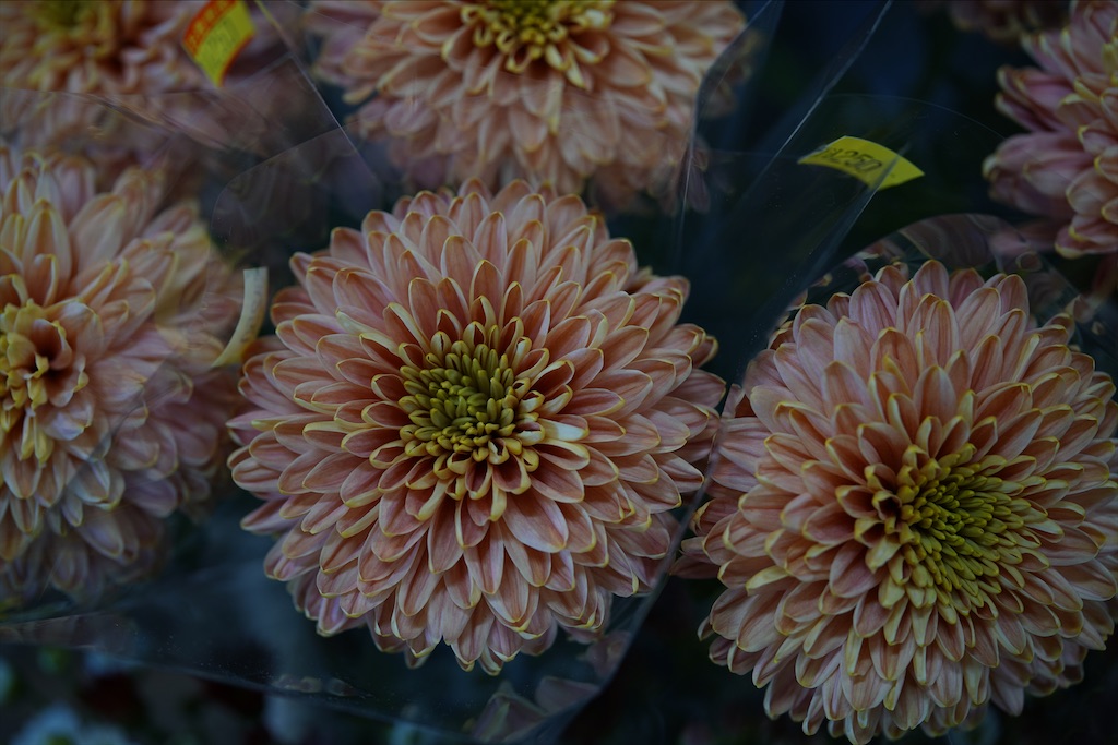 f:id:dreadnote666:20211108144515j:image