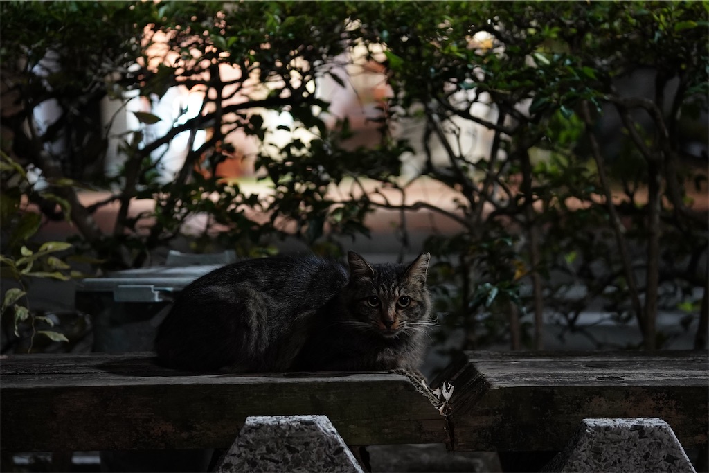 f:id:dreadnote666:20211108144529j:image