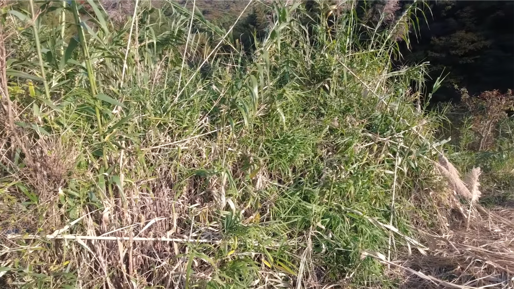 f:id:dreadnote666:20211124123043p:image