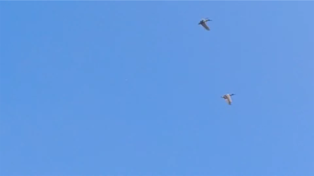 f:id:dreadnote666:20211124123121p:image