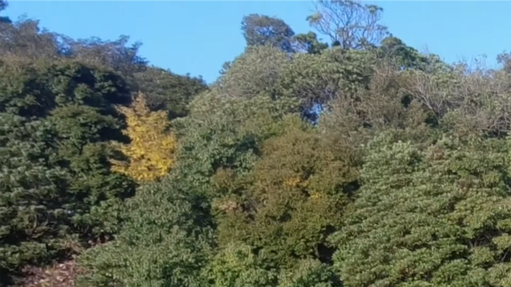 f:id:dreadnote666:20211124123228p:image