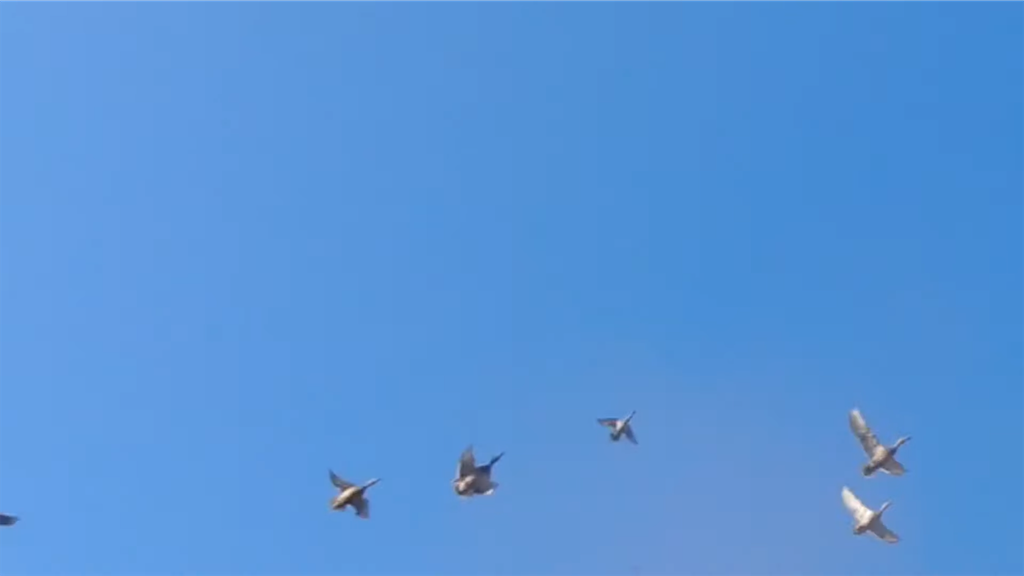 f:id:dreadnote666:20211124123318p:image