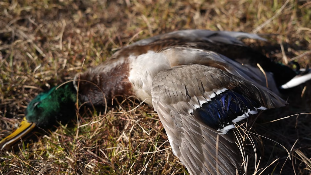 f:id:dreadnote666:20211213095057p:image