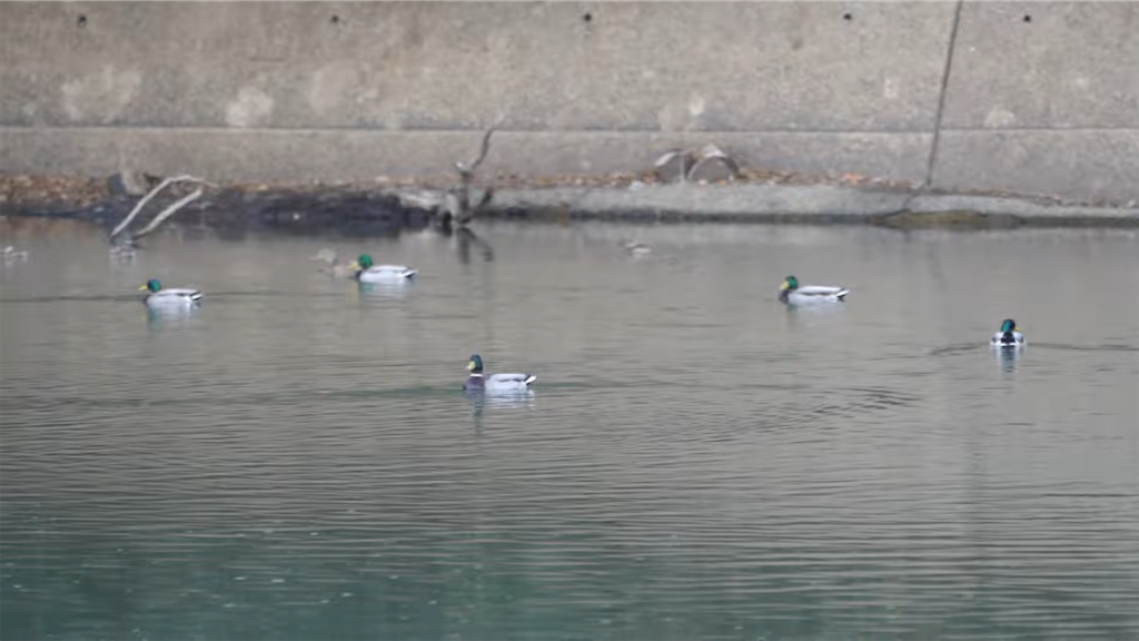 f:id:dreadnote666:20211220111021p:image