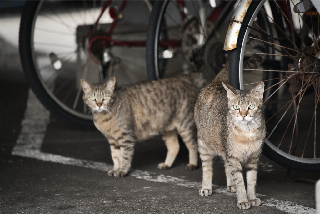 f:id:dreadnote666:20220627112811j:image