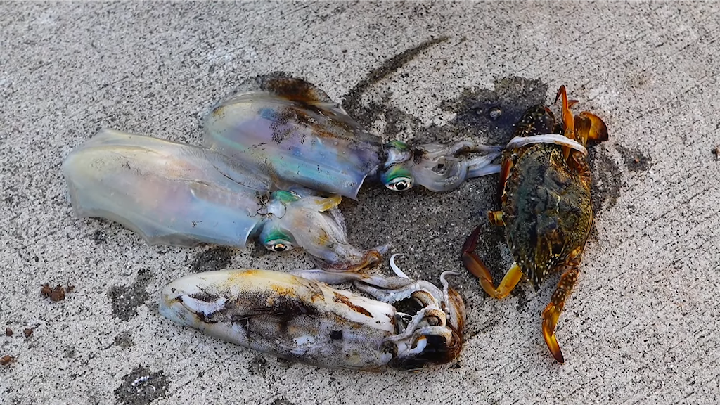 f:id:dreadnote666:20221017120837p:image