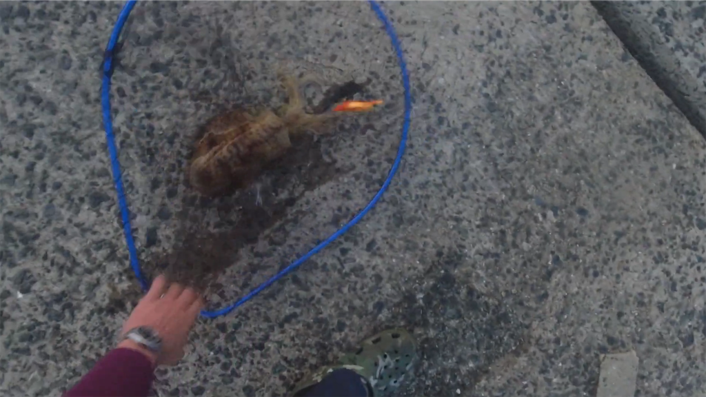 f:id:dreadnote666:20230605123127p:image