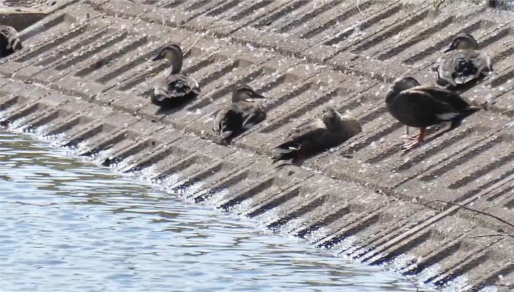 f:id:dreadnote666:20231018123409j:image