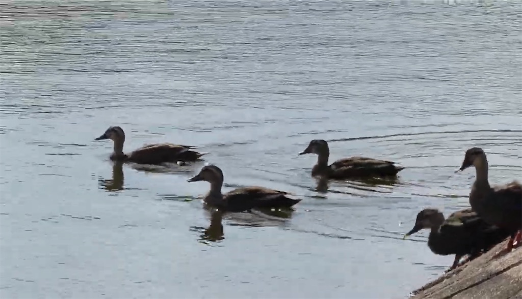 f:id:dreadnote666:20231018123433j:image