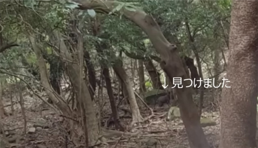 f:id:dreadnote666:20231114121456j:image