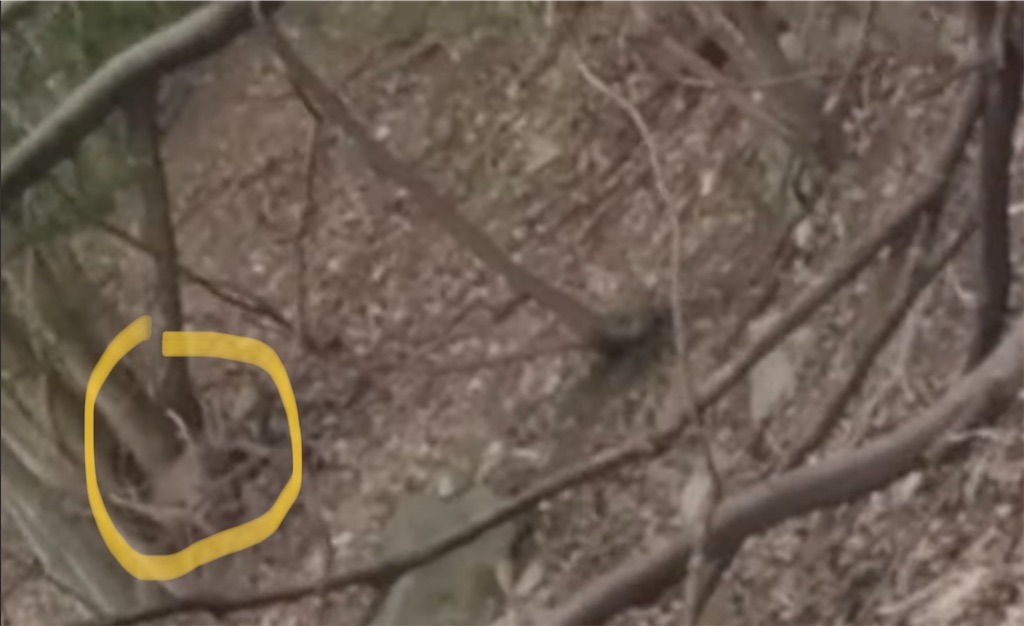 f:id:dreadnote666:20231114122046j:image