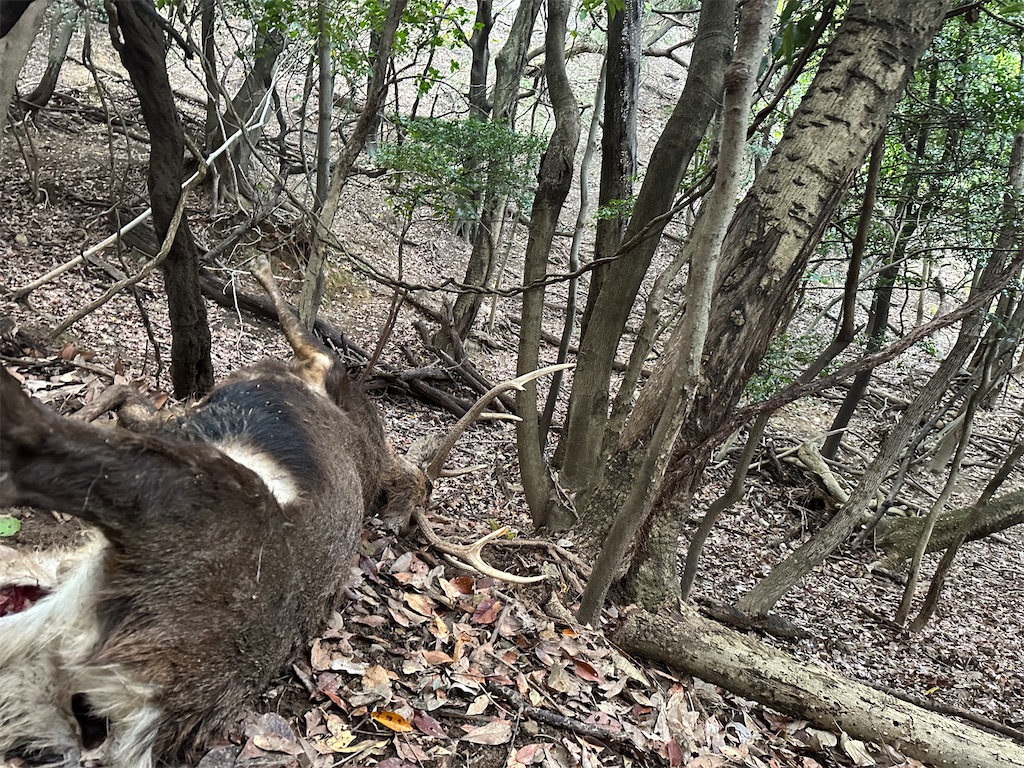 f:id:dreadnote666:20231114122144j:image