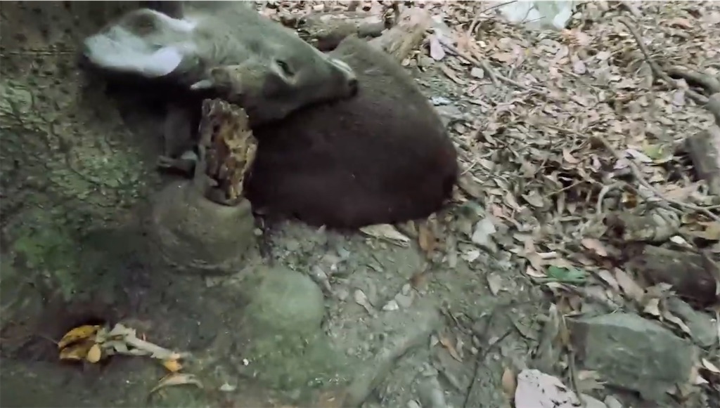 f:id:dreadnote666:20231127122217j:image