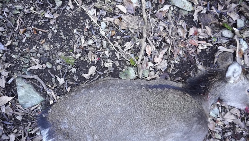 f:id:dreadnote666:20240116083733j:image