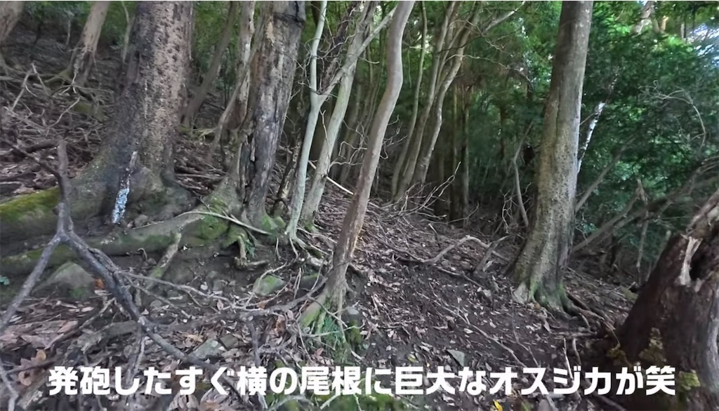 f:id:dreadnote666:20241106122244j:image